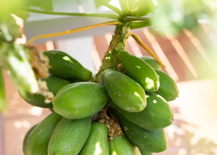 Home2book Relaxing With Terrace & Pool Apartman *