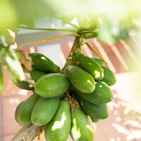 Home2book Relaxing With Terrace & Pool Apartment *