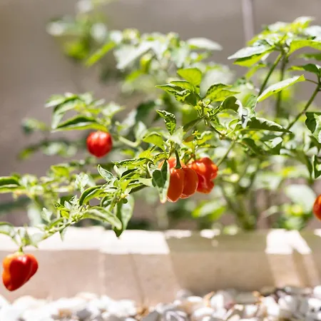 Home2book Relaxing With Terrace & Pool Appartement *