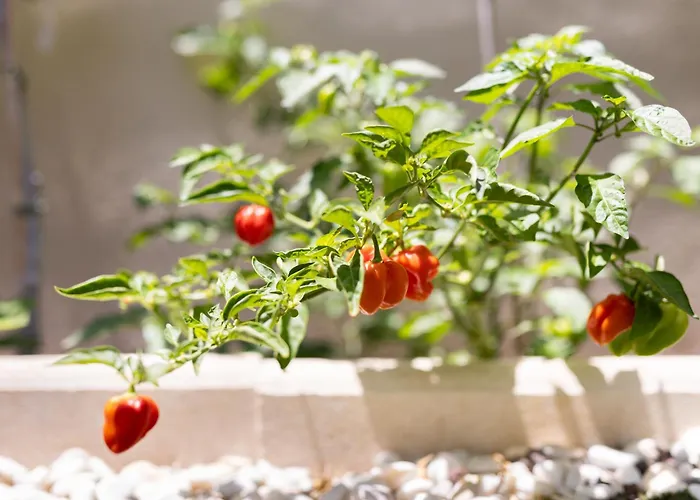 Home2book Relaxing With Terrace & Pool Appartement *